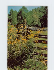 Postcard Goldenrod and Rustic Rail Fence USA