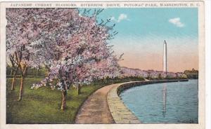 Washington D C Japanese Cherry Blossoms On Riverside Drive In Potomac Park 1929