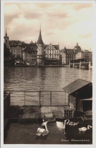 Switzerland Luzern Schwanenkolonie Swan Vintage RPPC C158