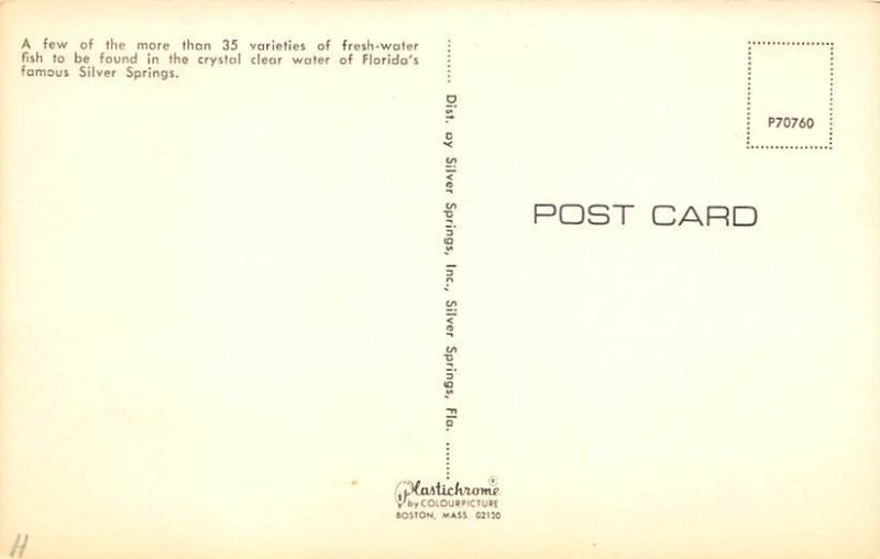 Fresh Water Fish Silver Springs, Florida, USA Fish / Sea Mammals Unused 