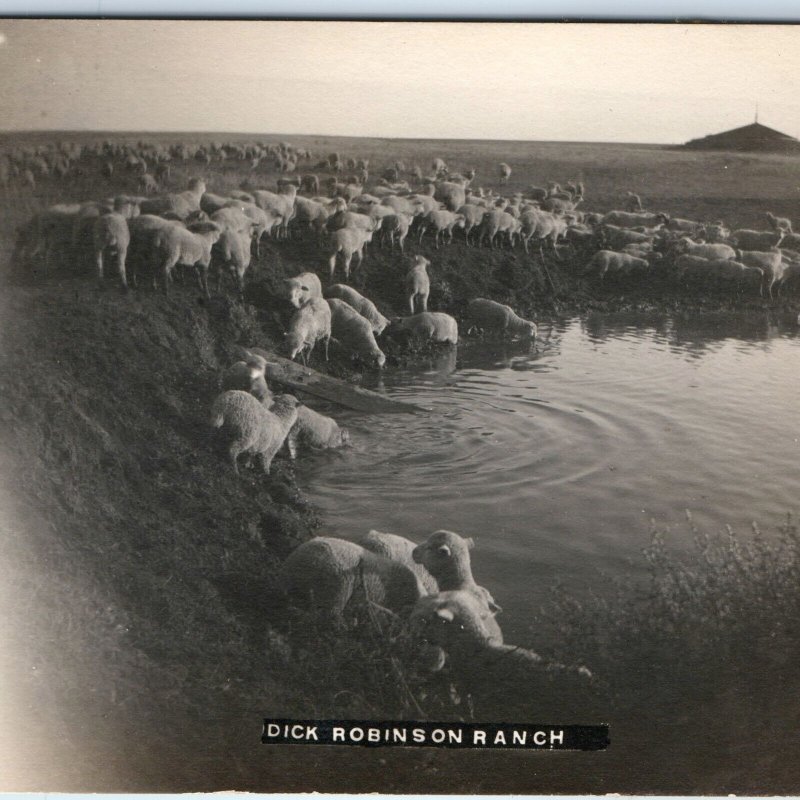c1910s Dick Robinson Ranch RPPC Civil War Camp Sheep Pasture Real Photo A127