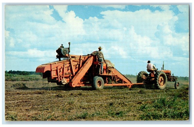 c1950's Mechanical Peanut Picker Harvesting Plantation Suffolk Virginia Postcard