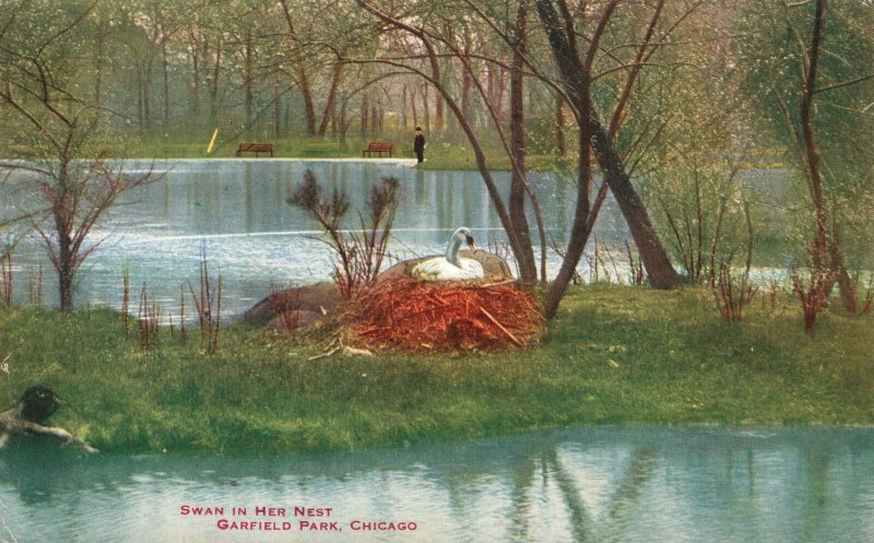 Vintage Postcard 1911 Swan In Her Nest Garfield Park Chicago V. O. Hammon Pub.