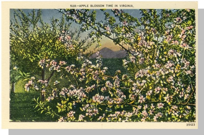 Nice Virginia/VA Postcard, Apple Blossom Time, Near Mint!