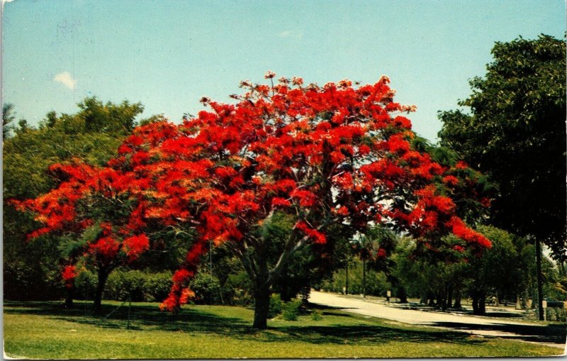 Royal Pinciana Flowering Tree Postcard VTG UNP Mirro Winterhaven FL Florida  