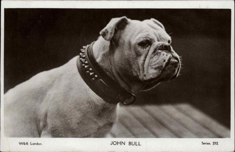 Bulldog with shop spiked collar