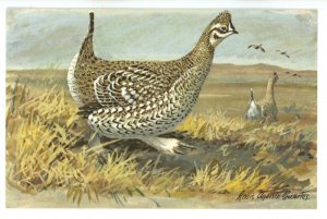 Birds - Sharp-Tailed Grouse