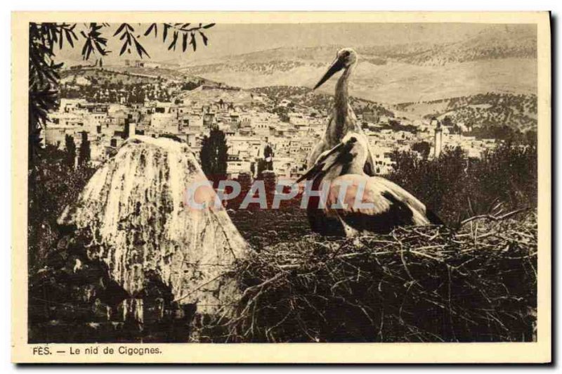 Old Postcard Fes Storks Nest Birds