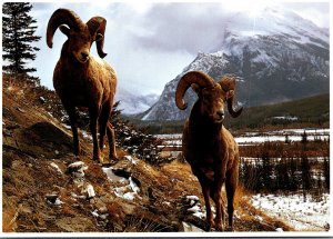 North American Bighorn Sheep