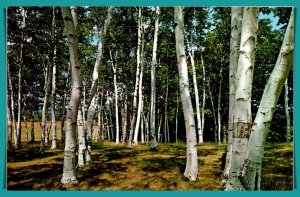 White Birches Of New England - [MX-849]