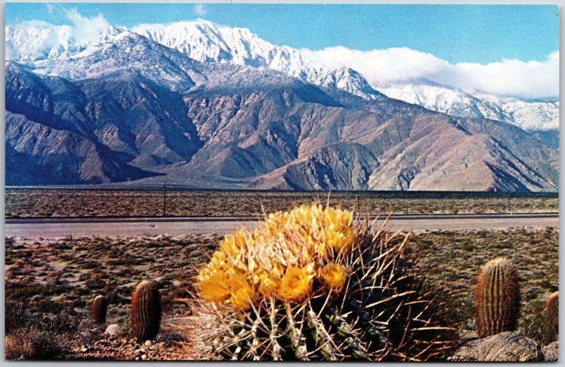 CA-California, Barrel Cactus Springtime Yellow Blossoms Desert, Vintage Postcard