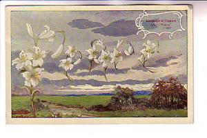 Language of Flowers, Lily Peace,Used 1912