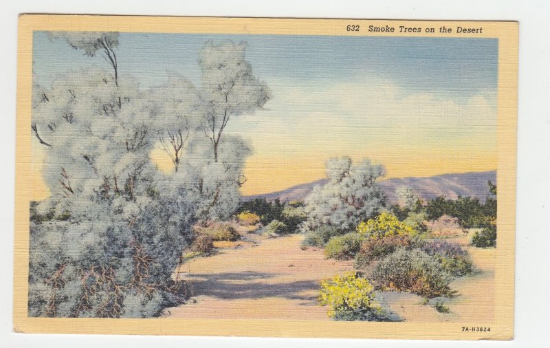 P2179 1940 postcard smoke trees on the desert mailed from calif