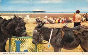 B101389 learner donkeys on the sands  uk 14x9cm