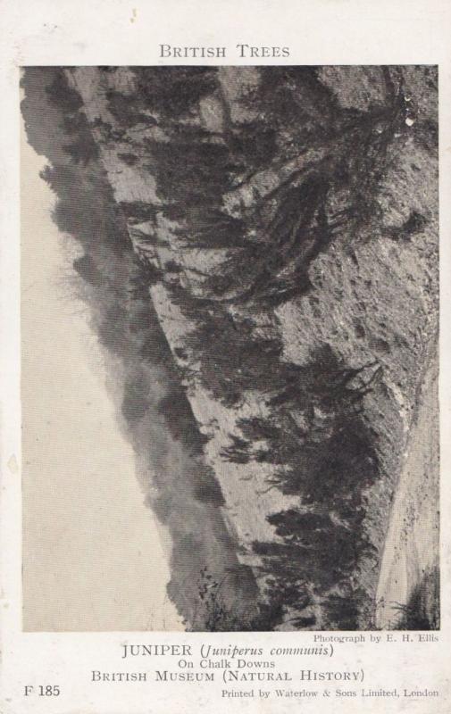 Juniper Tree On Chalk Downs Antique British Museum Postcard