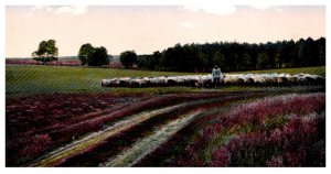 Flock of Sheep led by shepard