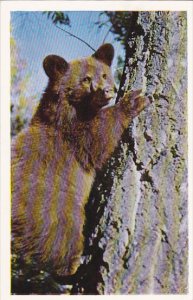 Bear Cub In Tree Canada