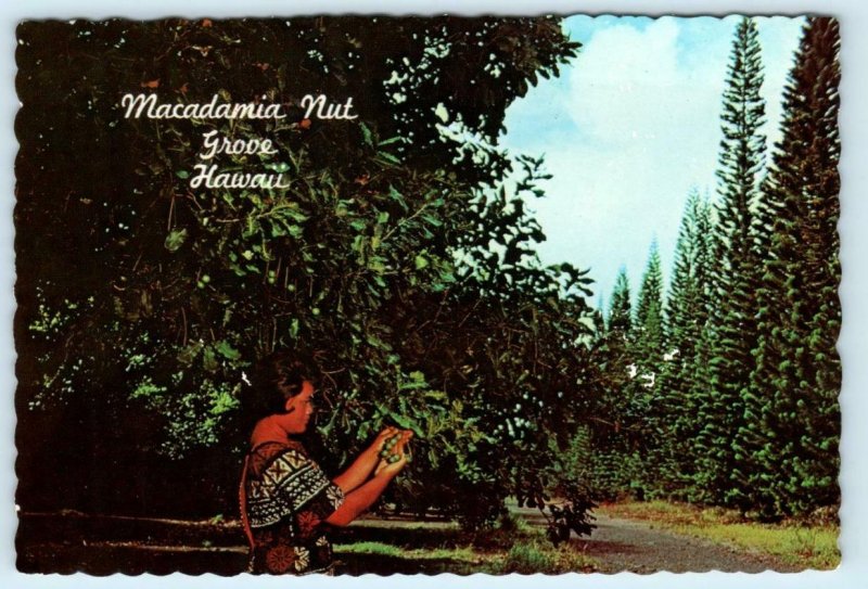 HI Hawaii  HAWAIIAN MACADAMIA NUT GROVE  1967  4x 6 Continental Postcard