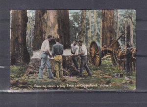 VICTORIA, GIPPSLAND, SAWING DOWN A BIG TREE, c1910 ppc., unused.