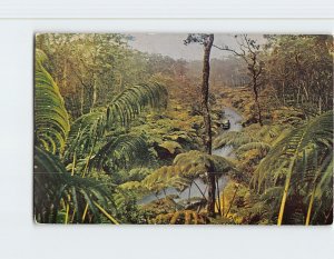 Postcard Fern Forest, Hawaii