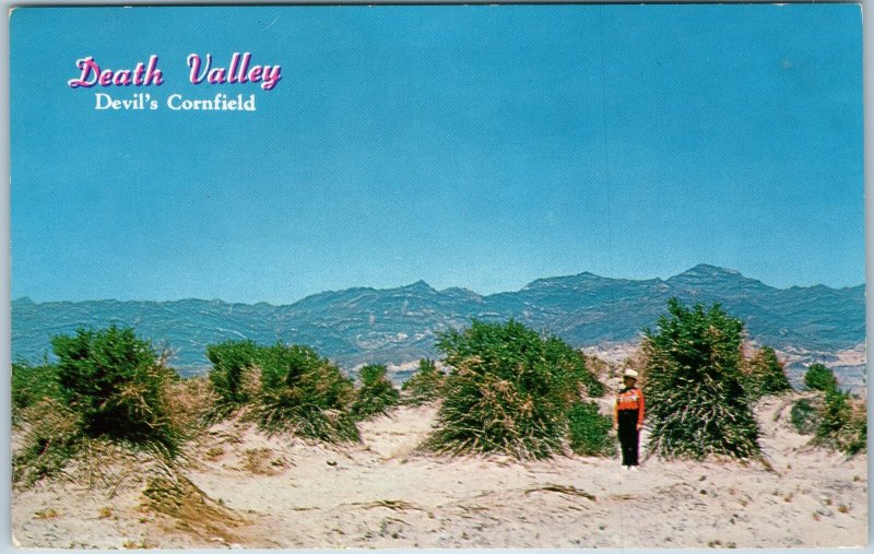 c1950s Death Valley CA Devil's Cornfield Desert Landscape Chrome Postcard