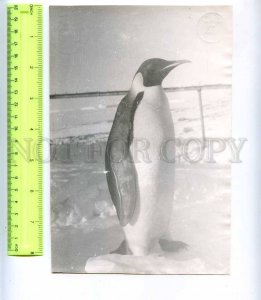 229738 Soviet Antarctic Station Molodezhnaya penguins photo