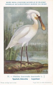 Eurasian Spoonbill Platalea Leucorodia WW2 Rare Bird Postcard