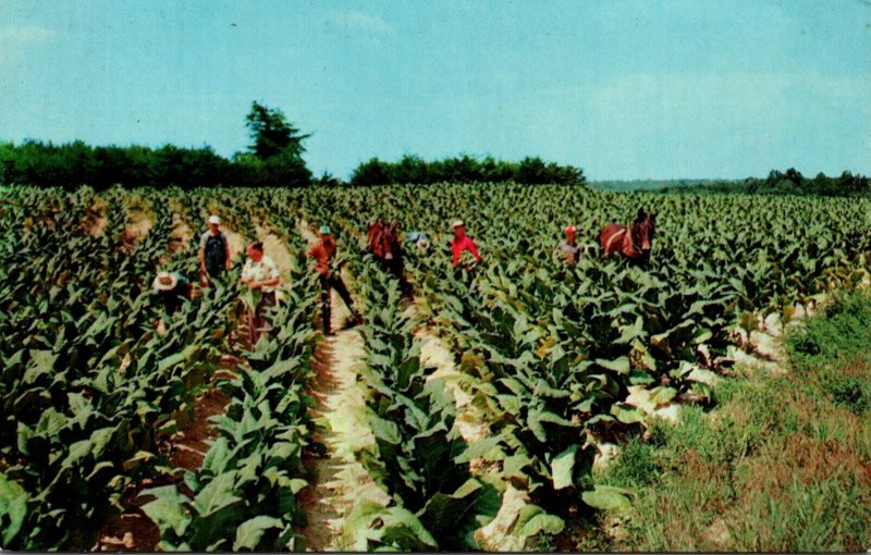 Harvesting Tobacco