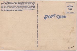 13063 Exaggeration: Alligator, All the Way From Florida