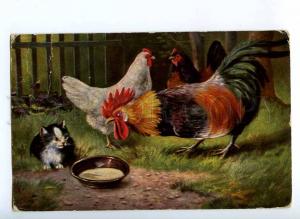 189626 ROOSTER & little KITTY on Yard by MULLER Vintage PC