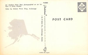 Alaskan Polar Bear Alaska, USA Postcard
