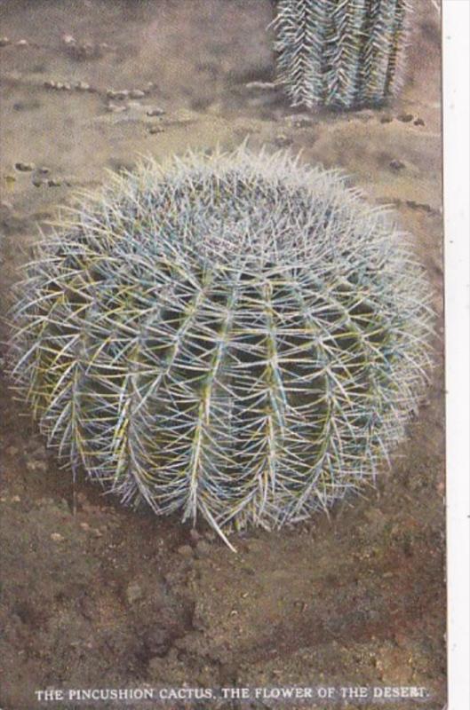 Arizona Cactus Desert Scene With Pincushion Cactus
