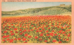 Vintage Postcard Poinsettia Field Flower Garden Blossoms Holywood California CA