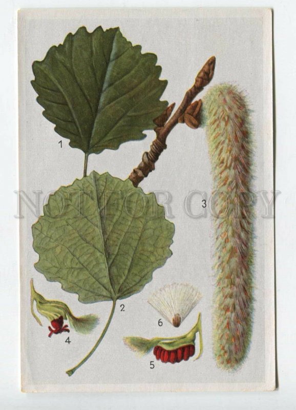 428060 Flower Populus tremula Vintage Sammelwerk Tobacco Card w/ ADVERTISING