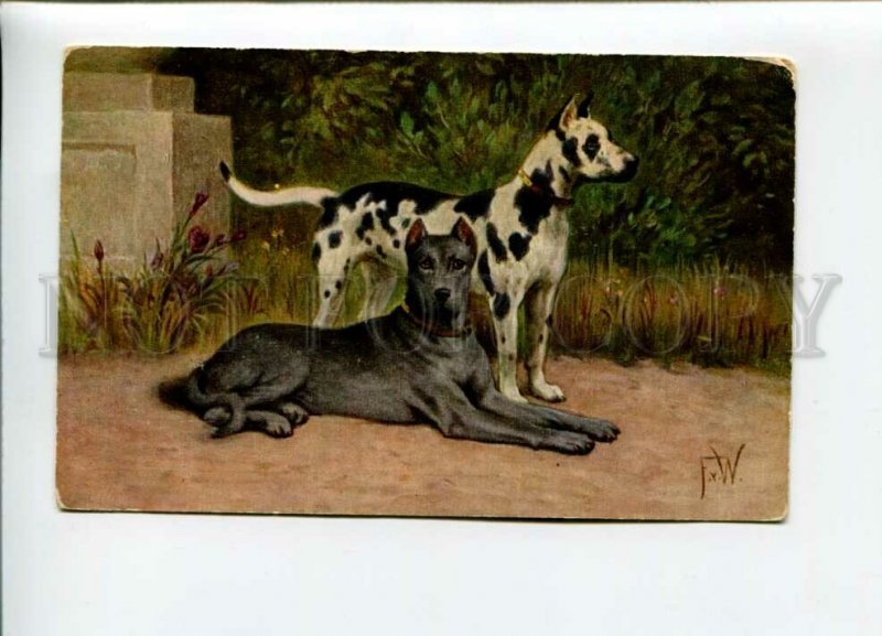 3157014 Portrait GREAT DANE by F.v.W. Vintage colorful PC