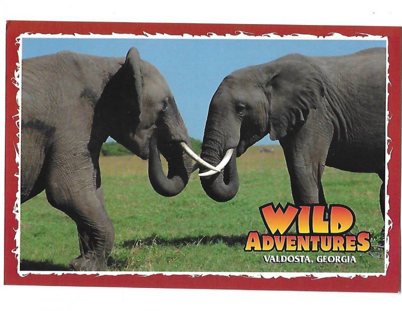 Two Elephants at Wild Adventures Wild Animal Theme Park Valdosta Georgia 4 by 6