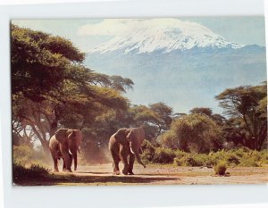 Postcard Elephant Under Kilimanjaro, Tanzania