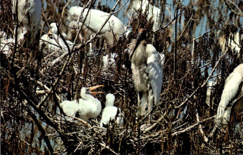 Birds American Wood Stork Nesting Colony In Corkscrew Swamp Sanctuary Florida