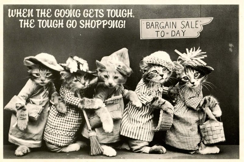 Humor - Dressed Kittens Born to Shop