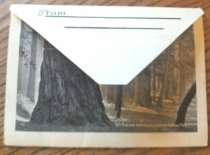 Pacific Novelty Postcard Foldout Views of California Redwood Park c1920