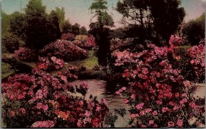 c1910 CHARLESTON SC MIDDLETON PLACE HAND-COLORED FLORAL LANDSCAPE POSTCARD 25-51