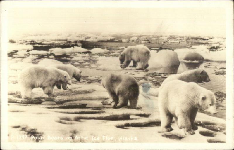 Polar Bears on Ice Floe in Alaska AK Real Photo Postcard