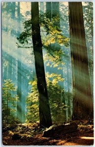 Postcard - Morning In The Redwoods, Muir Woods National Monument - California