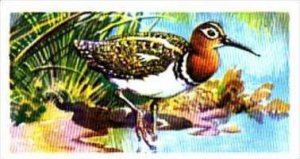 Brooke Bond Trade Card Tropical Birds No 8 Painted Snipe