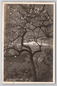 RPPC Sicily Mt Etna And Beautiful Almond Tree Real Photo c1907 Postcard A50