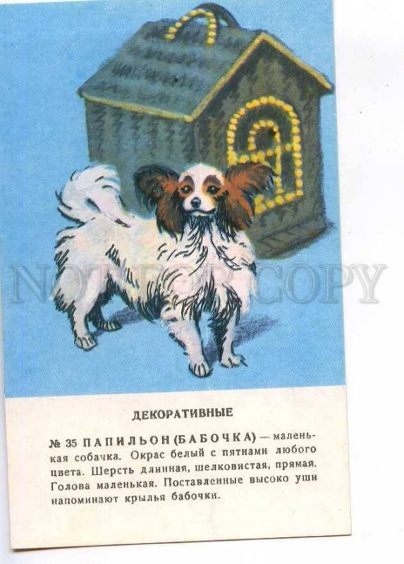 237245 papillon Dog by Glikman old russian card