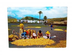 Farmworkers Sifting Onions For Resale Lanzarote Islas Canarias Vintage Postcard