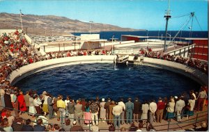 Porpoise Games Marineland Pacific Pool Stadium Oceanarium Sea Animal Postcard 