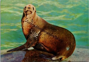 Californian Sealion Country House Zoo Madrid Postcard PC319