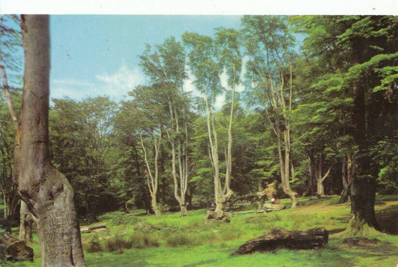 Essex Postcard - Epping Forest - Ref 12152A